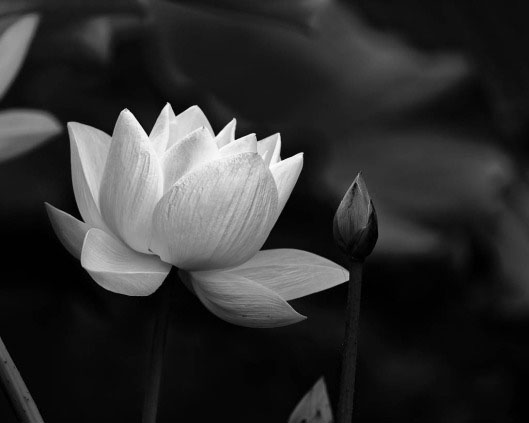 Avatar chia buồn hoa sen trắng đám tang ý nghĩa