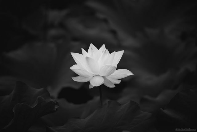 Avatar chia buồn hoa sen trắng đám tang đẹp