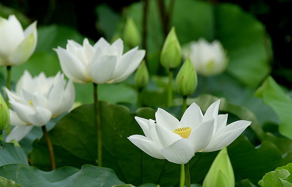 Hoa sen trắng thể hiện sự thành kính với người đã khuất