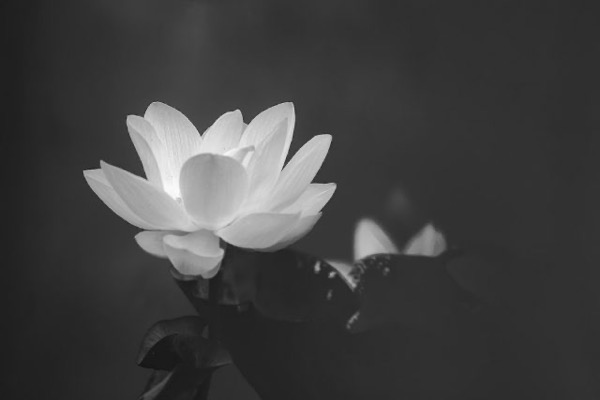 Hoa sen trắng chia buồn đám tang